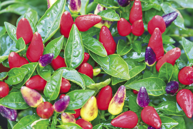 Multicolor peppers growing amidst green leaves.